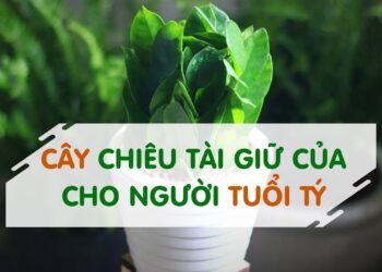 cây cho người tuổi tý