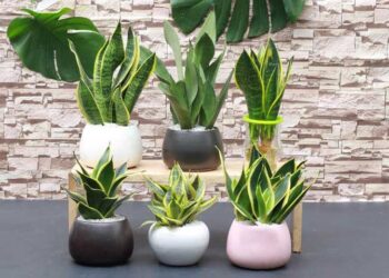 Những loại cây trồng trong phòng ngủ tốt cho sức khỏe