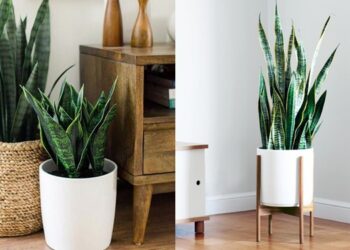 Cây lưỡi hổ để trong phòng ngủ có tốt không?