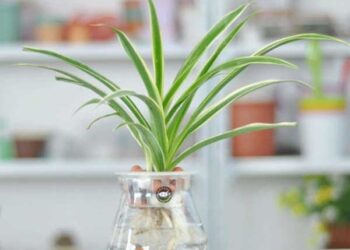 Mẫu cây dây nhện trong phòng ngủ