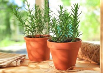 Cây hương thảo để trong phòng ngủ có tốt không