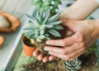 có nên để sen đá trong phòng ngủ