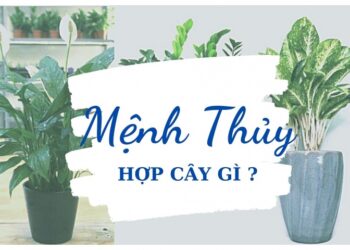cây để phòng khách hợp mệnh thủy