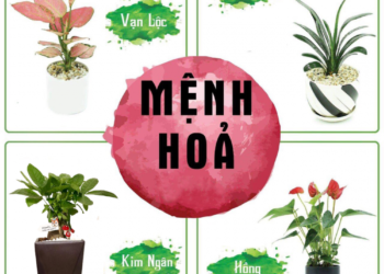 cây để phòng khách hợp mệnh hỏa