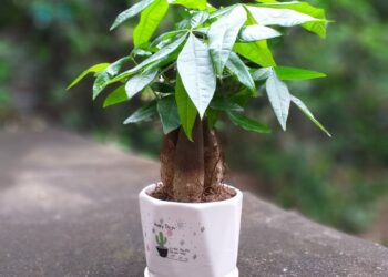 TOP 7 cây để phòng khách hợp mệnh Mộc không nên bỏ lỡ