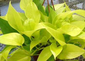 [GIẢI ĐÁP] Cây trầu bà có để trong phòng ngủ có được hay không?